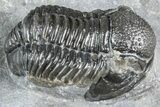 Detailed Gerastos Trilobite Fossil - Morocco #363963-1